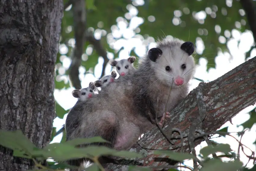 Opossums 