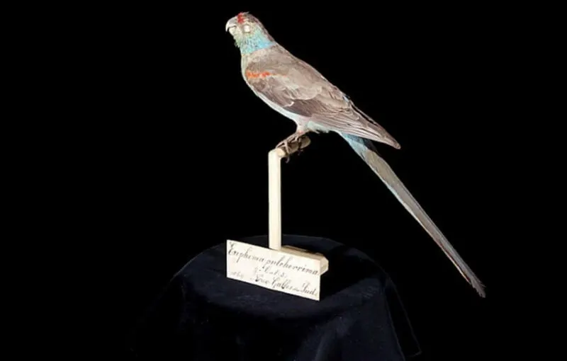 12 Animals That Have Become Extinct in the Last 100 Years 1 Paradise parrot