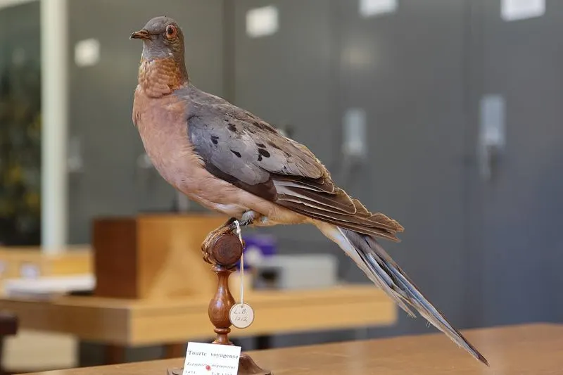 20 Animals That Have Become Extinct in the Last 100 Years 1 Passenger Pigeon
