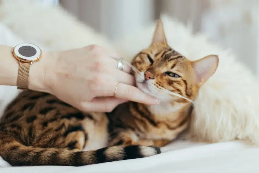 Petting a Cat