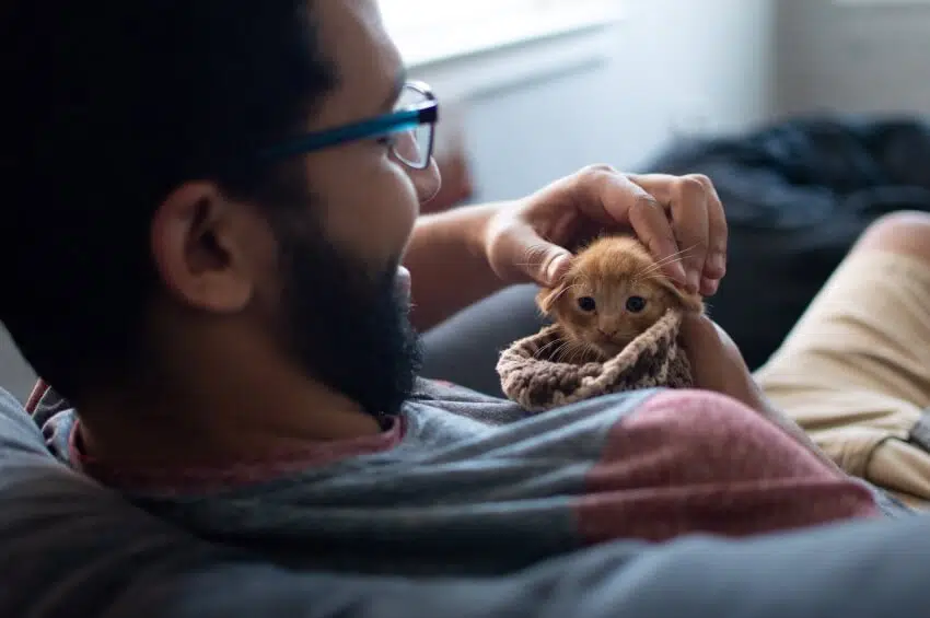 Why Do Animals Like Being Pet? 1 Petting a Kitten