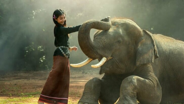 Why Do Animals Like Being Pet?