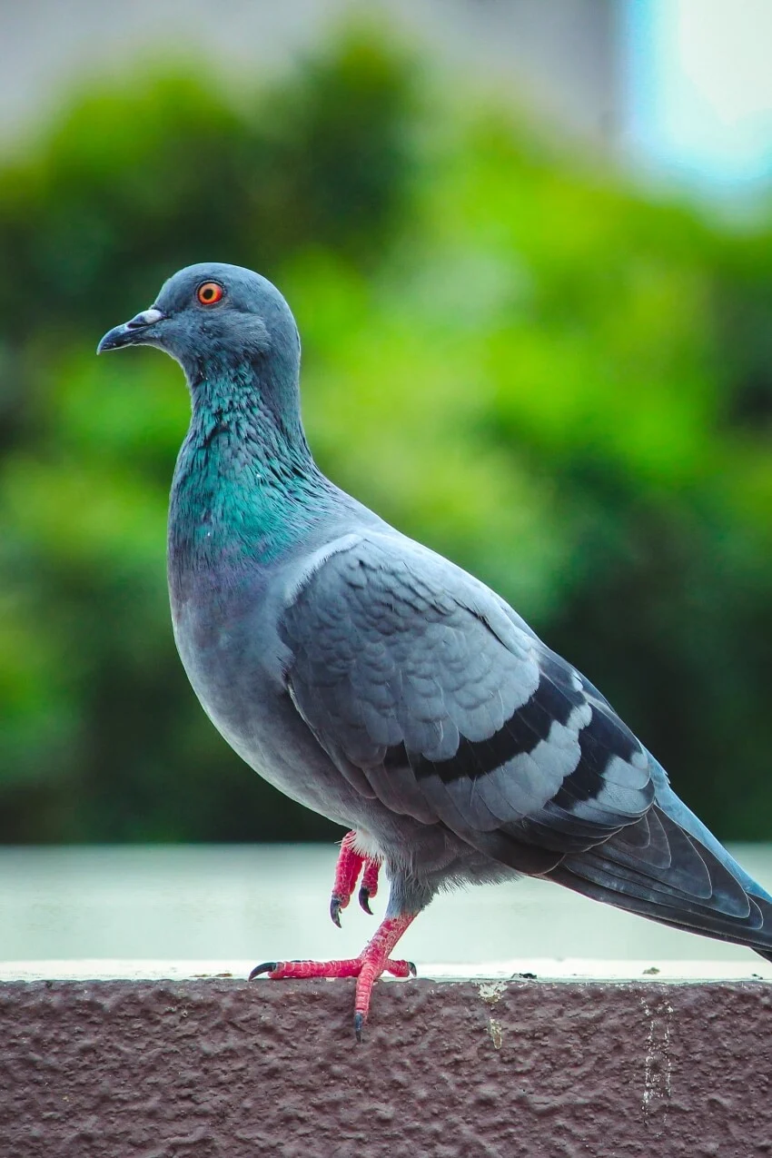 List of Animals That Mate for Life 20 Pigeon