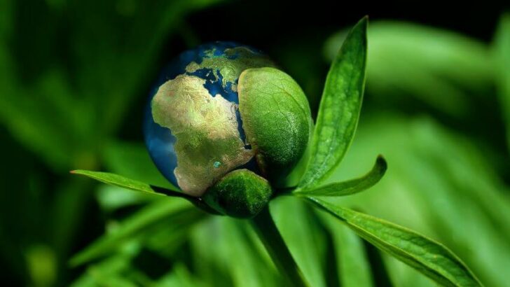 planet earth wrapped around leaves