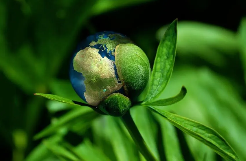 Are Greenhouses Bad for the Environment? 11 planet earth wrapped around leaves