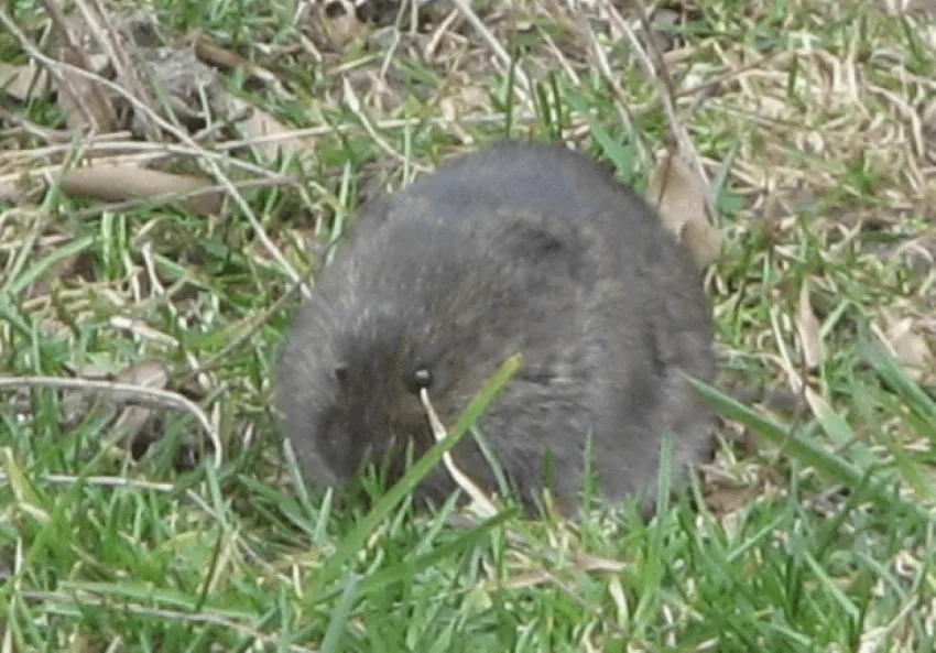 Prairie Vole