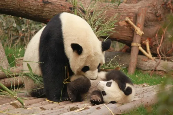 10 Important Pros and Cons of Captive Breeding 10 Important Pros and Cons of Captive Breeding