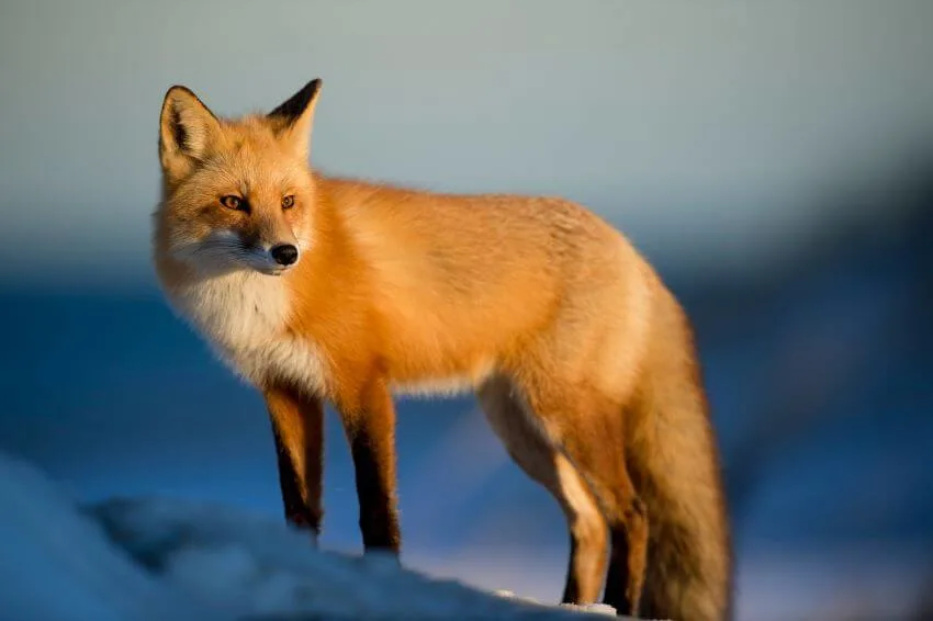 List of Animals That Mate for Life 22 Red Fox