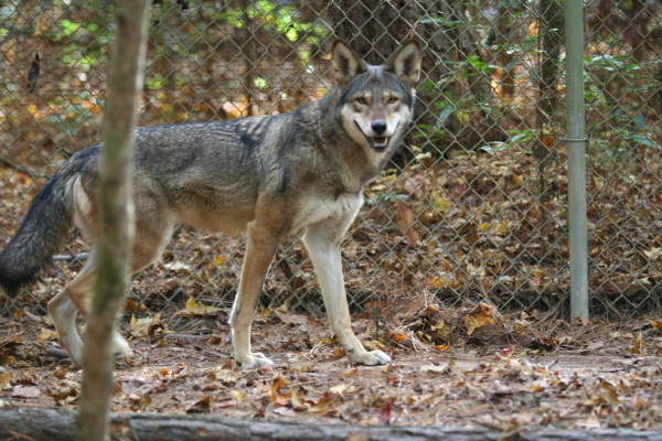 Red Wolf