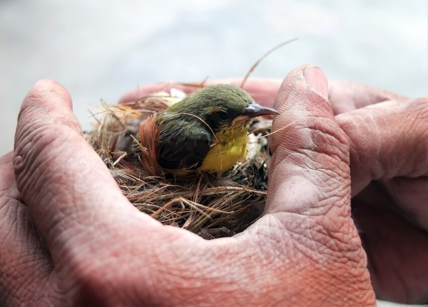 Conservation Volunteer Opportunities: How to Find & Choose the Best