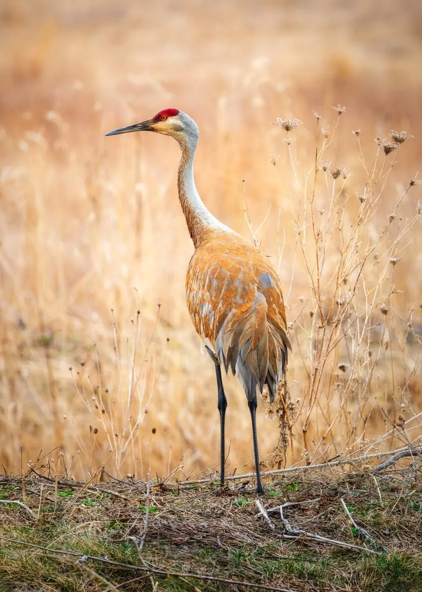 List of Animals That Mate for Life 23 Sandhill Crane
