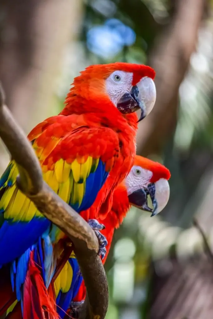 List of Animals That Mate for Life 24 Scarlet Macaws