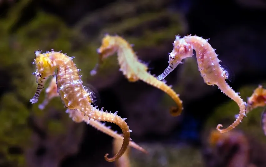 List of Animals That Mate for Life 25 Seahorses