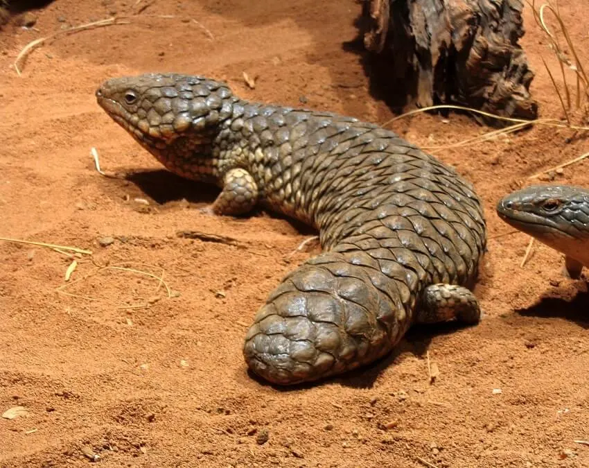 List of Animals That Mate for Life 26 Shingleback Skink