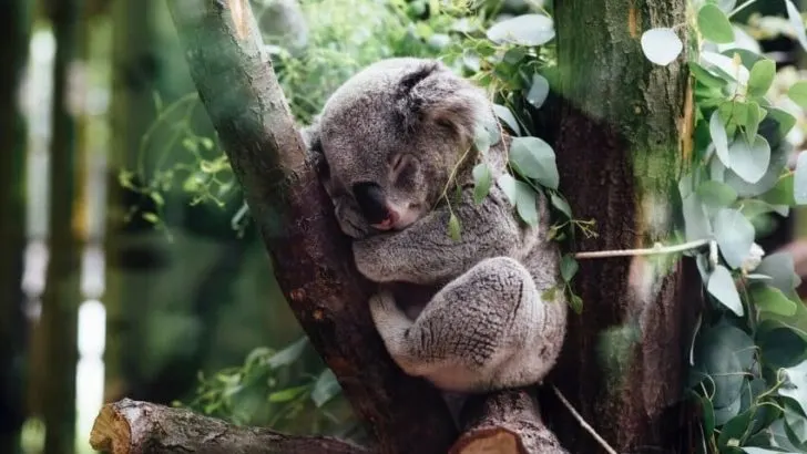 Comfortable Animals