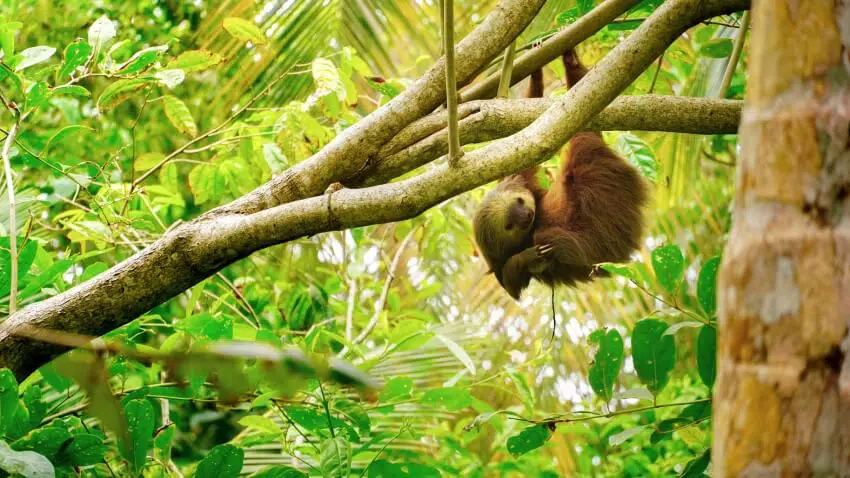 10 Most Comfortable Animals in the World 6 Sloth