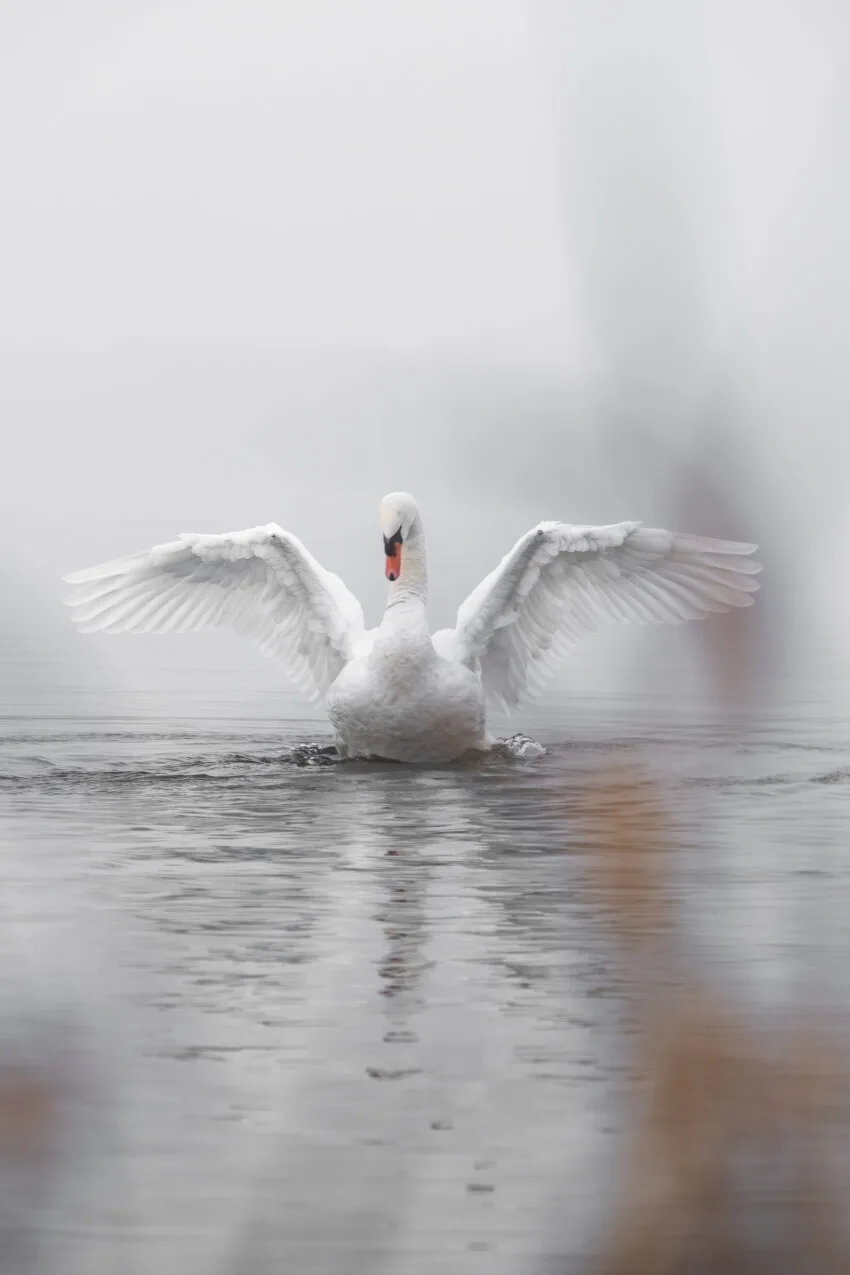 List of Animals That Mate for Life 27 Swan