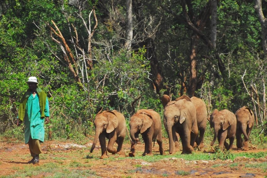 Taking Care of Elephants