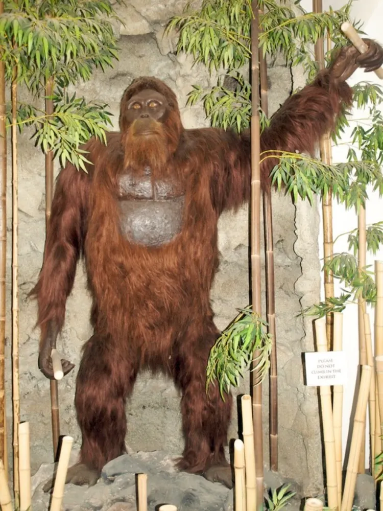 The Gigantopithecus blacki