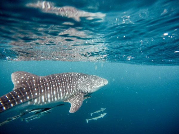 Whale shark