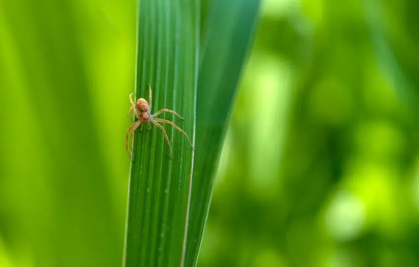 10 Most Comfortable Animals in the World 1 Wolf Spider