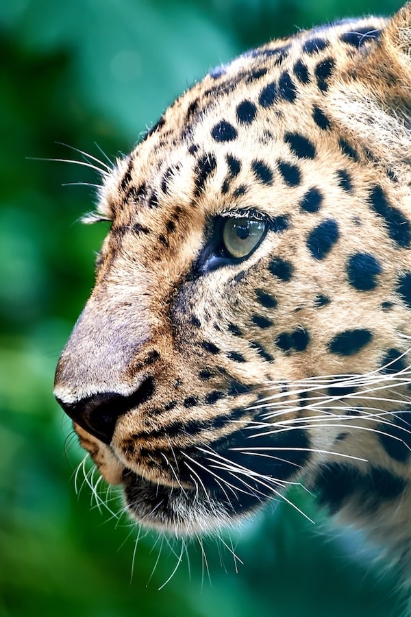Face of an Amur Leopard