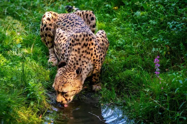 Amur Leopard Drinking Water