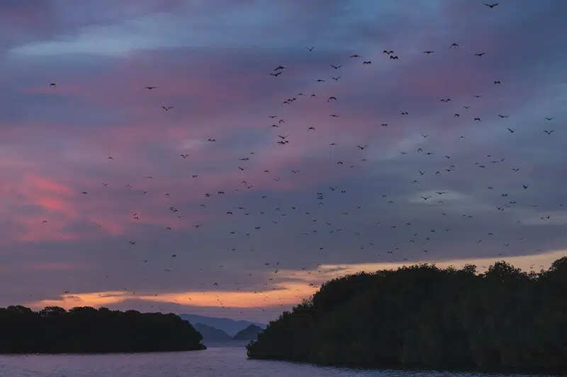 Bulmer's Fruit Bat: Why is it Endangered? 3 Fruit Bats Flying