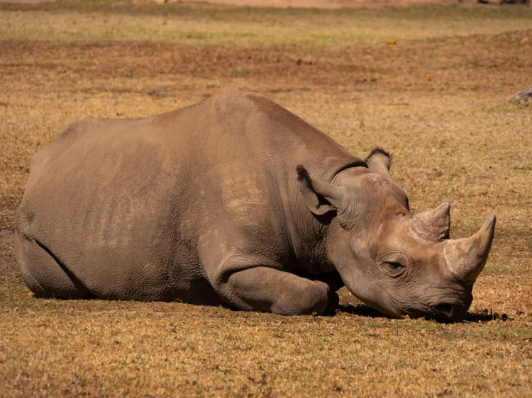 Black Rhino resting in captivity