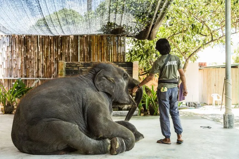 Elephant in a Thailand Circus