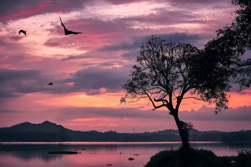 Bulmer's Fruit Bat: Why is it Endangered? 1 Bats Flying During Sunset