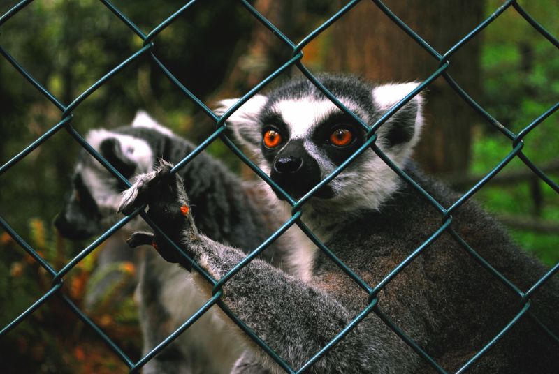 Lemur in Captivity Behind a Cage