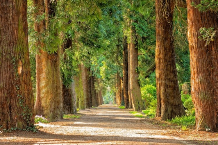 10 Ways to Get Paid to Plant Trees on Your Land 1 trees forest trail