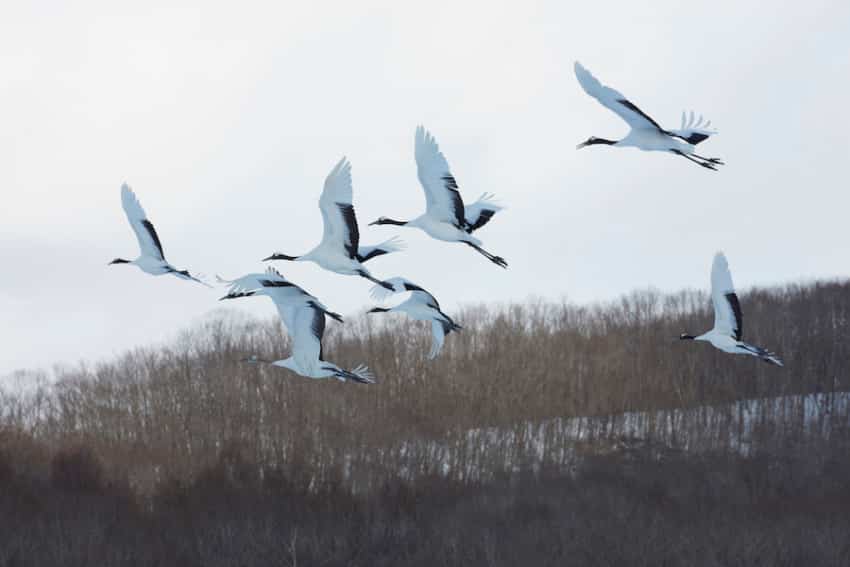 Red-Crowned Crane: Is This An Endangered Species? 1 Red-Crowned Cranes Flying in Winter