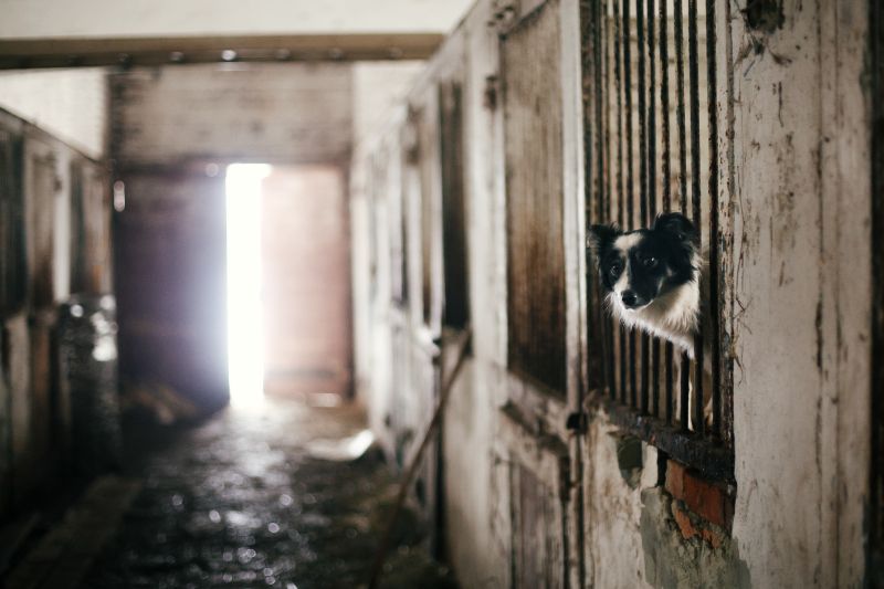 Scared Dog Waiting to be Adopted