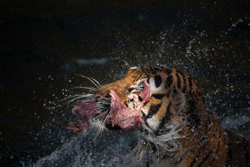 Tiger Eating Meat