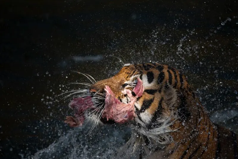 12 Reasons Why Animals Should Not Be Kept in Zoos 3 Tiger Eating Meat