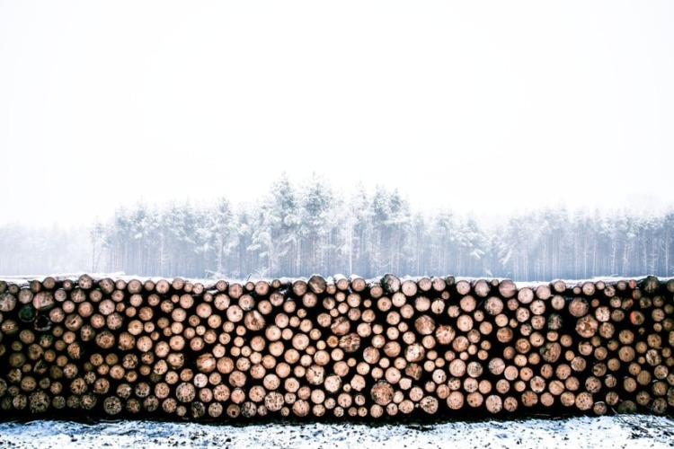 10 Ways to Get Paid to Plant Trees on Your Land 2 planting trees for money