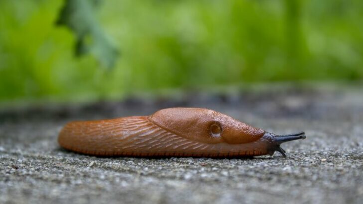 World’s Most Boring Animals