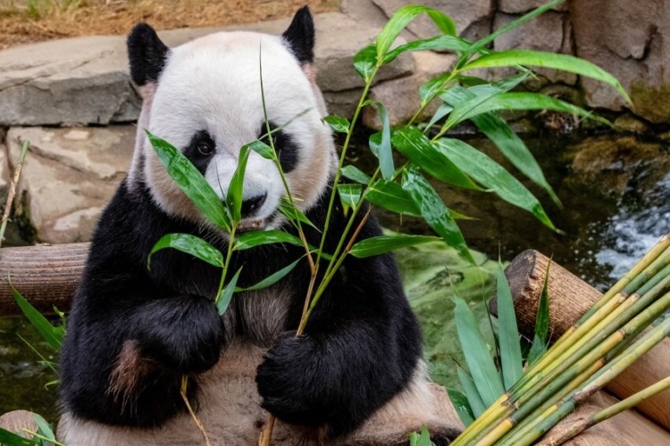 A Giant Panda Eating