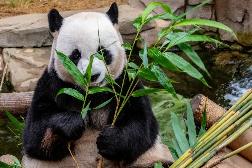 A Giant Panda Eating