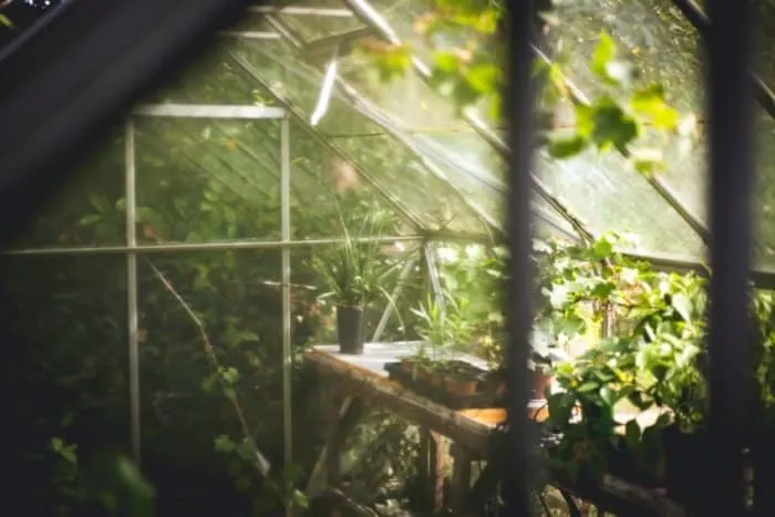 A Glass Greenhouse