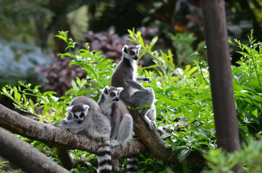 12 World’s Most Boring Animals & Species 6 A Group of Lemur