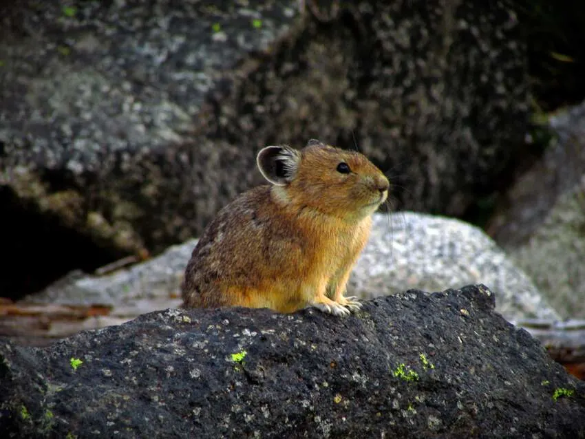 How Do Animals Adapt To Their Environment? 6 American Pika