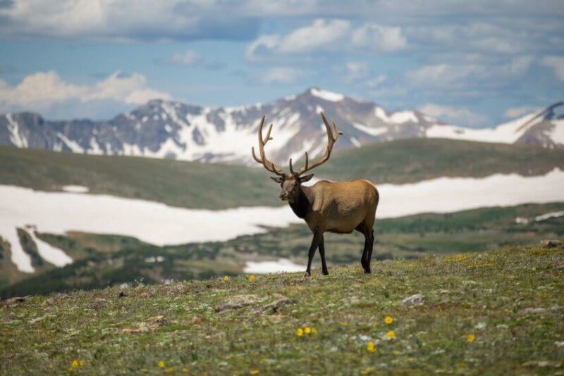 An Adult Deer With Huge Antlers