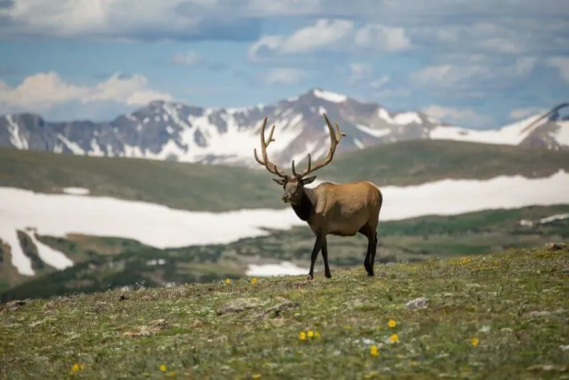 An Adult Deer With Huge Antlers