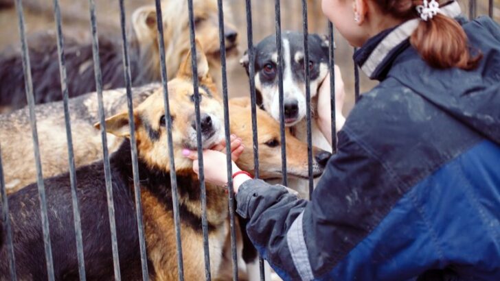 Girl playing with dogs in a cage