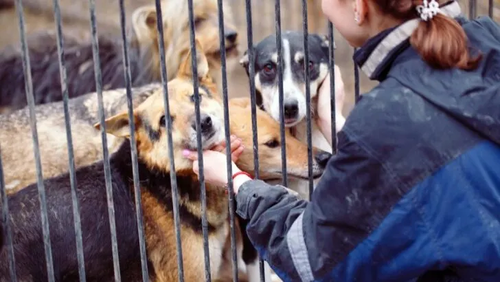 Girl playing with dogs in a cage