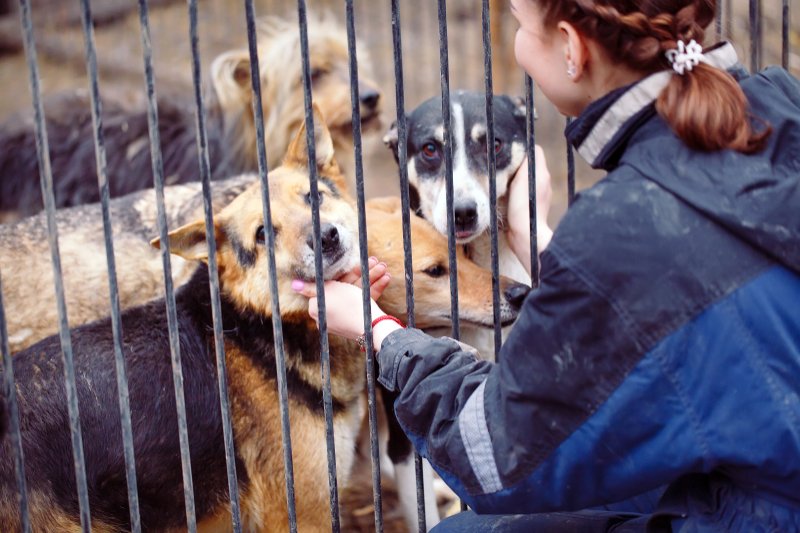 Girl playing with dogs in a cage