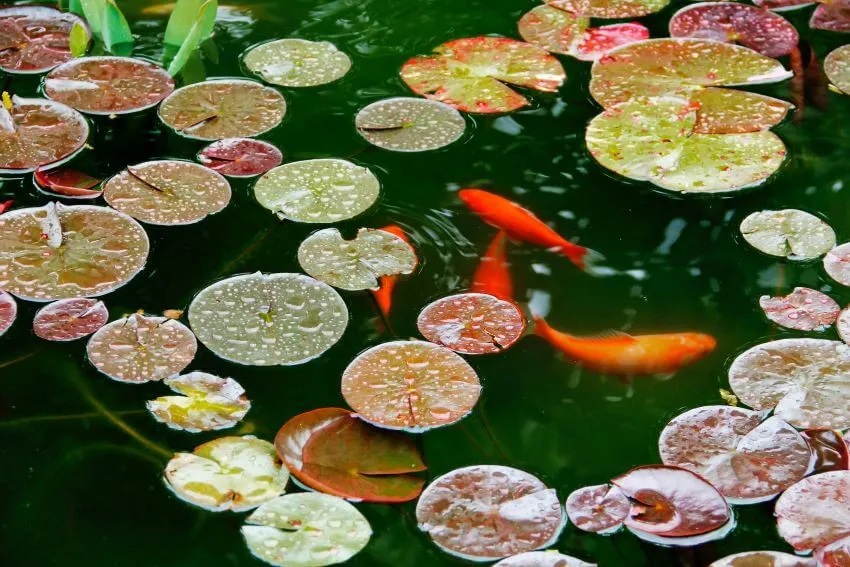 13 Interesting Examples of Habitats 2 Aquatic Habitat